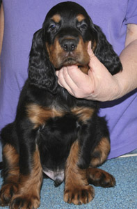 oliver_wk7_05.jpg - photo courtesy of Amberlove Gordon Setters of Socorro, New Mexico; all rights reserved;Oliver - 7 weeks old